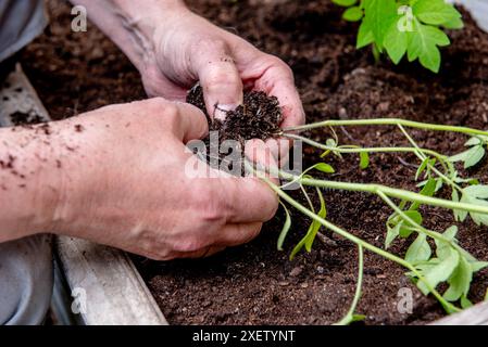 Tomaten im Frühjahr in eine Gartenkiste Pflanzen Stockfoto