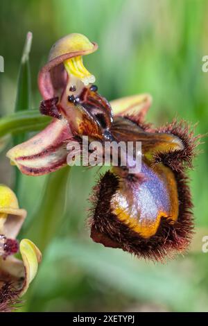 Spiegelorchidee (Ophrys speculum), Orchidaceae. Knollenkraut, spontane Orchidee, Wildpflanze. Blaue Blumen. Stockfoto