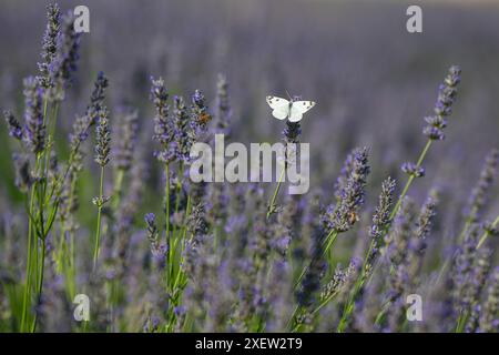 Eastern Bath Weißer Schmetterling, bekannt als Pontia edusa, thront auf Lavendelblüten. Lavendelgarten, Kopierbereich. Unscharfer Hintergrund. Stockfoto