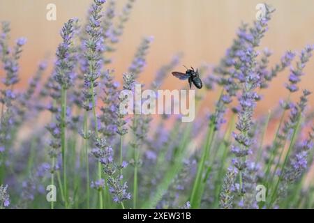 Zimmerbiene, Xylocopa violacea, die im Lavendelgarten fliegt. Lavendelgarten, Kopierraum. Unscharfer Hintergrund. Stockfoto