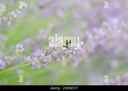 Hummel sammelt Nektar von einer Lavendelblüte. Lavendelgarten, Kopierraum. Unscharfer Hintergrund. Stockfoto