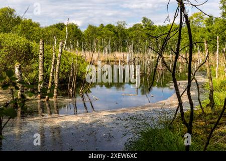 Teufelsmoor bei Worpswede, Osterholz-Scharmbeck, Niedersachsen Stockfoto