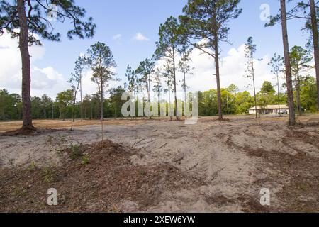 Native Lebensraum Wald für neue Wohnungsbau in North Central Florida zerstört Stockfoto