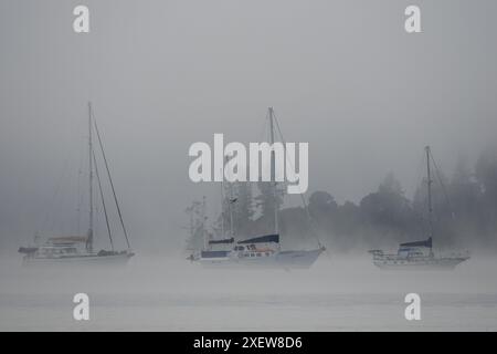 Anker-Yachten am nebeligen Morgen in Opua, Bay of Islands, Neuseeland Stockfoto