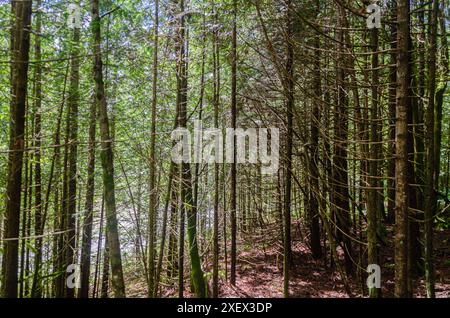 Pine Tree Forest im Cascade Falls Regional Park nordöstlich von Mission, British Columbia, Kanada Stockfoto