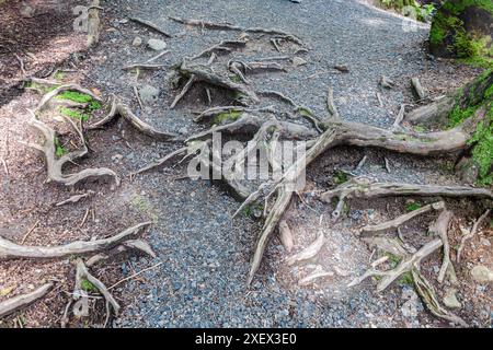 Verdrehte Oberflächenwurzeln eines großen alten Baumes in einem dichten Wald Stockfoto