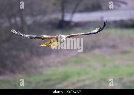 Red Kite [ Milvus milvus ] Gefangener Vogel im Flug zeigt Radiotracker im British Bird of Prey Centre in den walisischen National Botanic Gardens Stockfoto