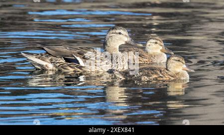 Mallard-Entenmutter mit Entenküken im Teich. Las Palmas Park, Santa Clara County, Kalifornien, USA. Stockfoto