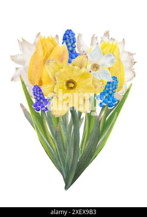 Wunderschöne Aquarellillustration von gemischten Frühlingsblumen einschließlich Narzissen, Tulpen und Traubenhyazinthen. Isoliertes Objekt auf weißem Hintergrund für die Gestaltung einer Broschüre, eines Flyers, eines E-Pakets, eines Etiketts oder einer Werbung. Digitale Kunst. Stockfoto