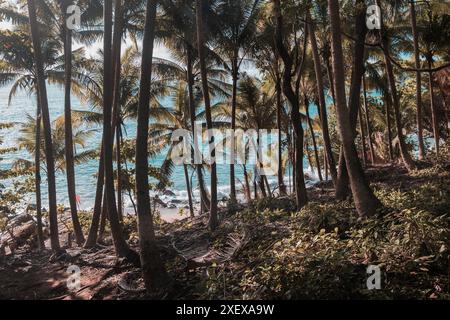 Grüne Blätter von Palmen und tropischer Strand. Kokospalmen mit türkisfarbenem klarem Wasser in Thailand Phuket. Tropische Landschaft mit Palmen. Banane Stockfoto