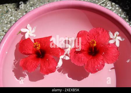 Roter Hibiskus (Hibiscus rosa-sinensis) und weißer Krabben-Jasminblüten (Tabernaemontana divaricata) in einer Wasserschale : (Bild Sanjiv Shukla) Stockfoto