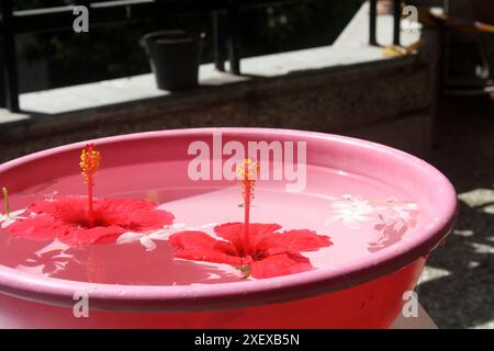Roter Hibiskus (Hibiscus rosa-sinensis) und weißer Krabben-Jasminblüten (Tabernaemontana divaricata) in einer Wasserschale : (Bild Sanjiv Shukla) Stockfoto
