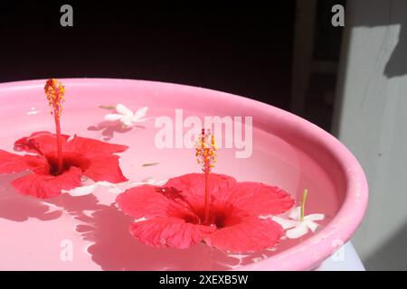 Roter Hibiskus (Hibiscus rosa-sinensis) und weißer Krabben-Jasminblüten (Tabernaemontana divaricata) in einer Wasserschale : (Bild Sanjiv Shukla) Stockfoto