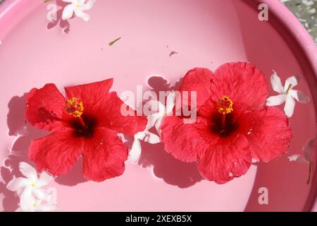 Roter Hibiskus (Hibiscus rosa-sinensis) und weißer Krabben-Jasminblüten (Tabernaemontana divaricata) in einer Wasserschale : (Bild Sanjiv Shukla) Stockfoto