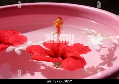 Roter Hibiskus (Hibiscus rosa-sinensis) und weißer Krabben-Jasminblüten (Tabernaemontana divaricata) in einer Wasserschale : (Bild Sanjiv Shukla) Stockfoto