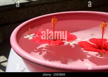Roter Hibiskus (Hibiscus rosa-sinensis) und weißer Krabben-Jasminblüten (Tabernaemontana divaricata) in einer Wasserschale : (Bild Sanjiv Shukla) Stockfoto