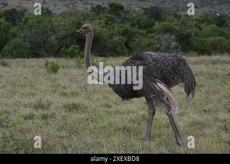 Ein Strauß im Addo-Nationalpark, Südafrika Stockfoto