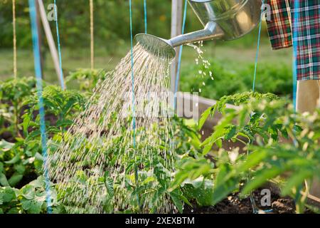 Nahaufnahme der Gießkanne in den Händen, die junge Tomatenpflanzen tränkt Stockfoto