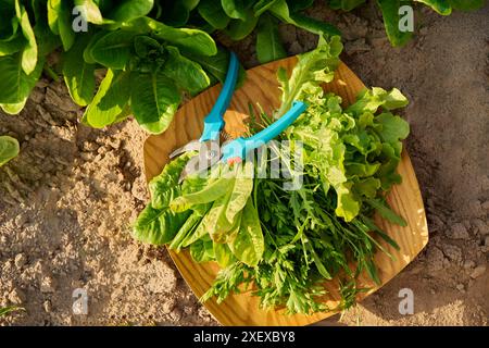Blick von oben auf frische verschiedene Kräuter auf Holztablett, im Freien Stockfoto
