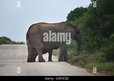 Ein Elefant überquert die Straße während einer Pirschfahrt im Addo-Nationalpark, Südafrika Stockfoto