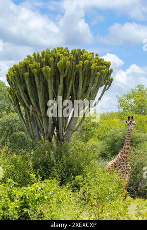 Eine ausgewachsene Giraffe wird von einem hohen Candelabra Tree gezüchtet. Diese großen Mitglieder der Euphorbia-Familie sind das afrikanische Äquivalent von Kakteen Stockfoto