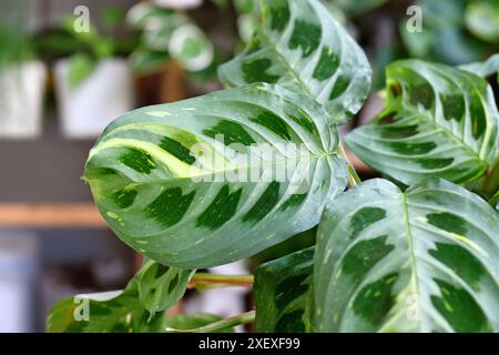 Nahaufnahme des Blattes der exotischen Zimmerpflanze „Maranta Leuconeura Kerchoveana Variagata“ mit weißen Flecken Stockfoto