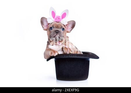 Netter französischer Bulldog Hund Welpe mit Häschen Stirnband in schwarzem Magier Hut auf weißem Hintergrund Stockfoto