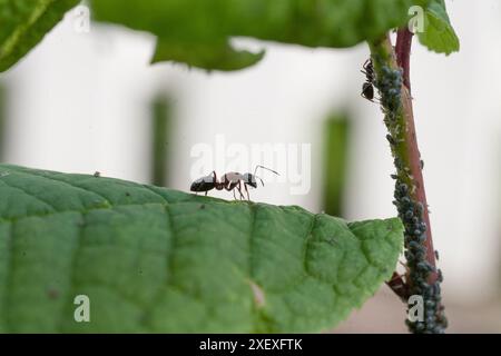 FORMICA RUFA Rote hölzerne Ameisen kümmern sich um ihre Blattläuse auf einer Pflanze Stockfoto