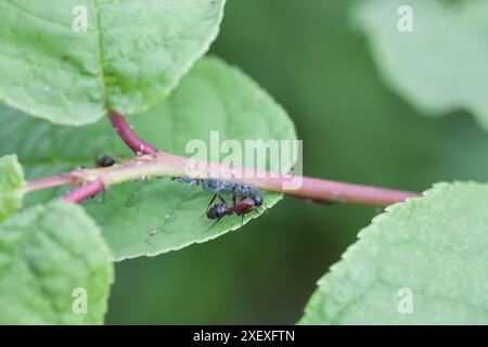 FORMICA RUFA Rote hölzerne Ameisen kümmern sich um ihre Blattläuse auf einer Pflanze Stockfoto