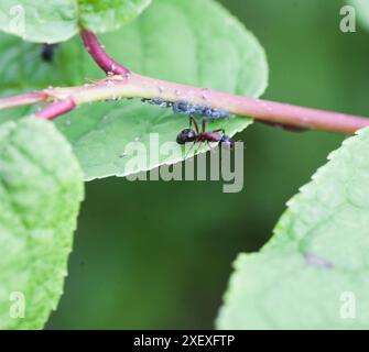 FORMICA RUFA Rote hölzerne Ameisen kümmern sich um ihre Blattläuse auf einer Pflanze Stockfoto
