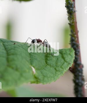 FORMICA RUFA Rote hölzerne Ameisen kümmern sich um ihre Blattläuse auf einer Pflanze Stockfoto