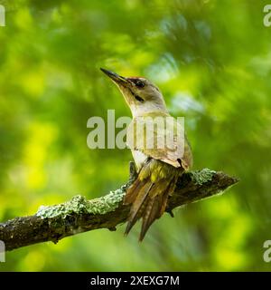 Grauspecht, Picus Canus, männlich, Riserva Naturale, Lago di Doberdo, Nordost-Italien Stockfoto