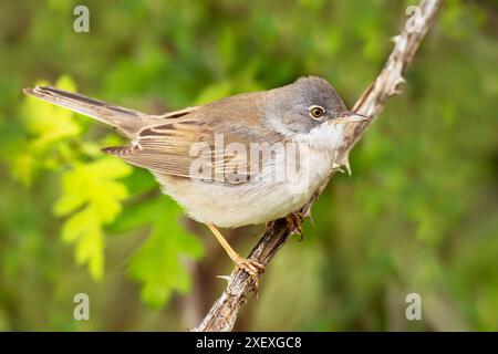 Whitethroat oder Greater Whitethroat, Curruca Communis, Riserva Naturale, Isola della Cona, Nordost-Italien Stockfoto