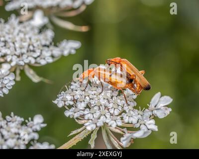 Nahaufnahme männlicher und weiblicher gemeiner Roter Soldat-Käfer, die sich auf weißer Blume paaren Stockfoto