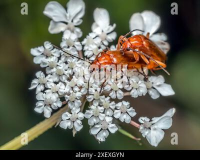 Nahaufnahme männlicher und weiblicher gemeiner Roter Soldat-Käfer, die sich auf weißer Blume paaren Stockfoto