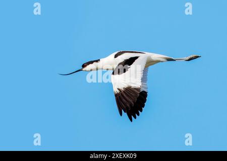 Pied Avocet, Recurvirostra Avosetta, Riserva Naturale, Isola della Cona, Nordost-Italien Stockfoto