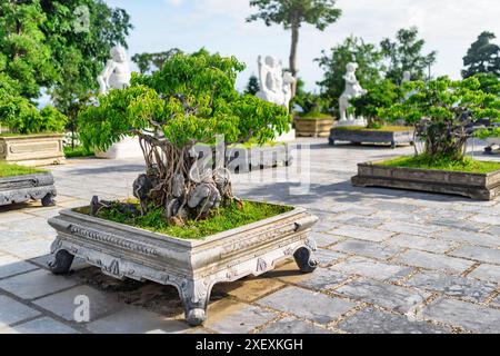 Grüne Bonsai-Bäume wachsen im Innenhof der Linh Ung-Pagode in Danang (da Nang), Vietnam. Da Nang ist ein beliebtes Touristenziel Asiens. Stockfoto