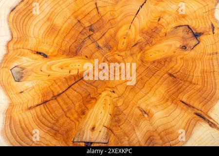 Die geknüpfte Textur auf einem Eibenbaum-Querschnitt. Natürlicher abstrakter Hintergrund Stockfoto