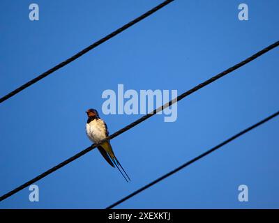 Eine Scheunenschwalbe, die auf Stromkabeln sitzt (hirundo rustica) Stockfoto
