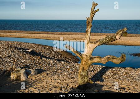 Baum am Covehithe Beach, Suffolk Stockfoto
