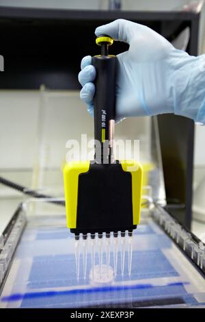 Mehrkanalpipette, Agarosegel-Elektrophorese, Neurowissenschaftliches Labor, Forschung in neuromuskulären Erkrankungen, neurodegenerativen Erkrankungen, parkinson, Demen Stockfoto