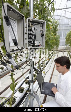 Forscher entladen Temperatur- und Feuchtigkeitsdaten von Klimastation, schmutzige Tomatenkultur auf Kakaofaseranbaumedium, Gewächshäuser, Neik Stockfoto
