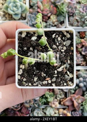 Senecio Rowleyanus Variegata. Saftige Echeveria Pflanze Blume Rosette auf Blumenblüte grünem Hintergrund, Ansicht von oben Stockfoto