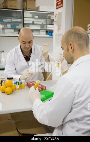 Molekularbiologisches Labor. Probenvorbereitung zum Nachweis der Zugabe von Mandarine zu Orangensaft mittels DNA-Techniken. AZTI-Tecnalia. Technologie Stockfoto