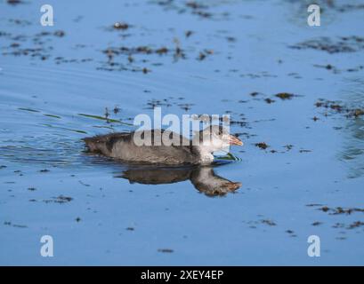 Junghühner müssen schnell unabhängig werden, um zu überleben oder zu sterben! Stockfoto