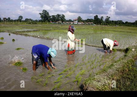 Siliguri, Westbengalen, INDIEN. 30. Juni 2024. Bauernfrauen Pflanzen Reis auf einem Bauernhof in einem Walddorf am Rande von Siliguri. Die Regierung hat offiziell die Tradition bestätigt, Asar 15 als Nationalpaddy Day (Dhan Diwas) im Nachbarland Nepal zu feiern. (Kreditbild: © Diptendu Dutta/ZUMA Press Wire) NUR REDAKTIONELLE VERWENDUNG! Nicht für kommerzielle ZWECKE! Stockfoto