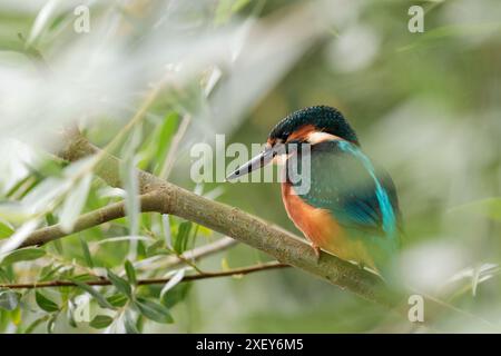 Kingfisher Alcedo atthis, männlicher großer schwarzer Schnabel, elektrisch blauer Rücken, blaue Flügel und Kopf orange Unterseite und Wangen, weißer Hals und Seiten des Halses Stockfoto