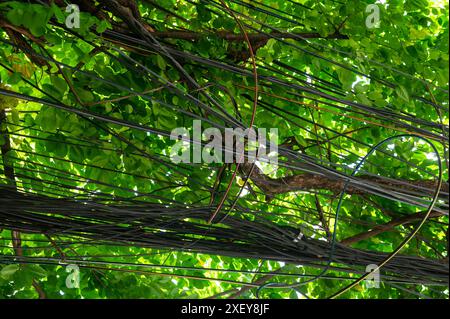 Das Elektrokabel ist an einem Baum zwischen Ästen mit grünem Laub befestigt Stockfoto