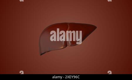 Menschliche Leberanatomie medizinische Animation Stockfoto