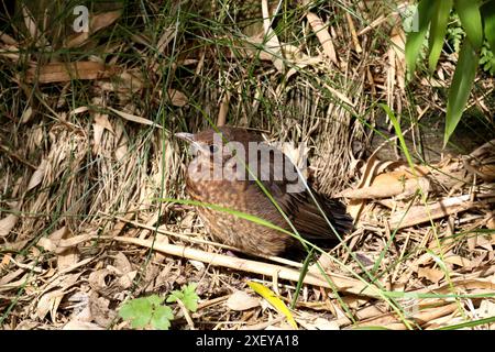 Junge Amsel, die aus dem Nest in der Ecke eines Landgartens gefallen ist Stockfoto